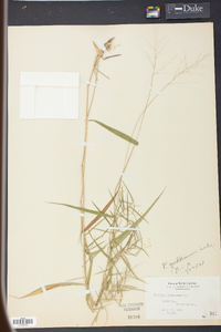 Panicum yadkinense image