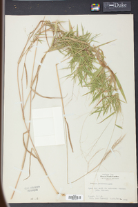 Panicum yadkinense image