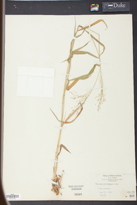 Panicum yadkinense image