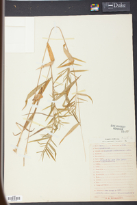 Panicum yadkinense image