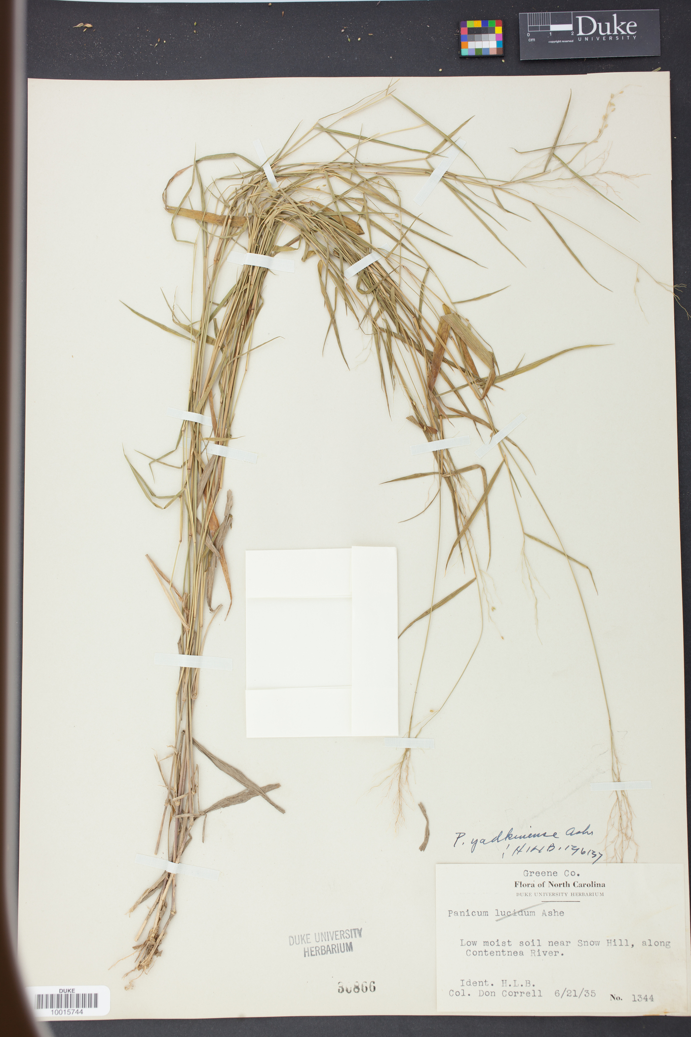 Panicum yadkinense image