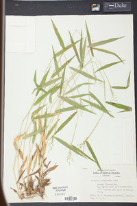 Panicum yadkinense image