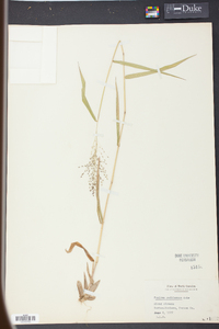 Panicum yadkinense image