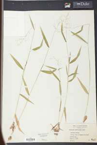 Panicum yadkinense image