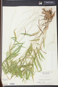 Panicum yadkinense image