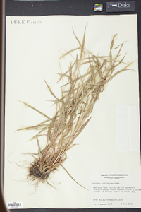 Panicum yadkinense image