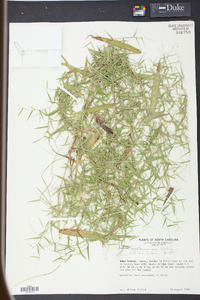 Panicum yadkinense image