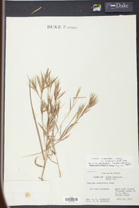 Panicum lindheimeri image