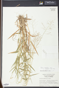 Panicum lindheimeri image