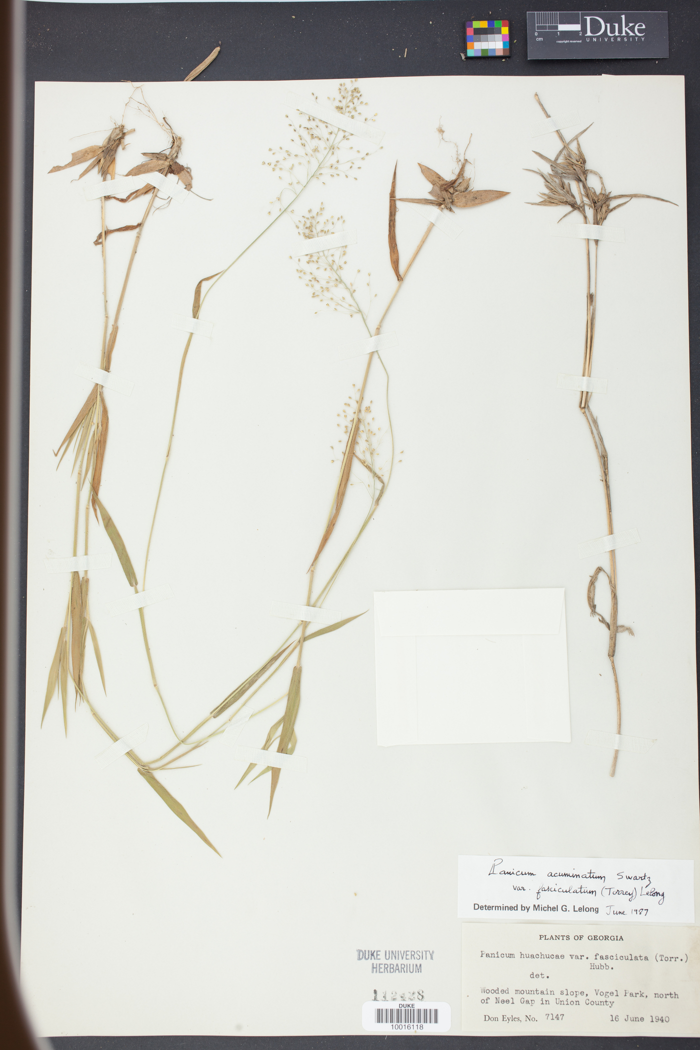 Panicum unciphyllum image