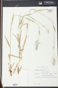 Dichanthelium acuminatum subsp. acuminatum image