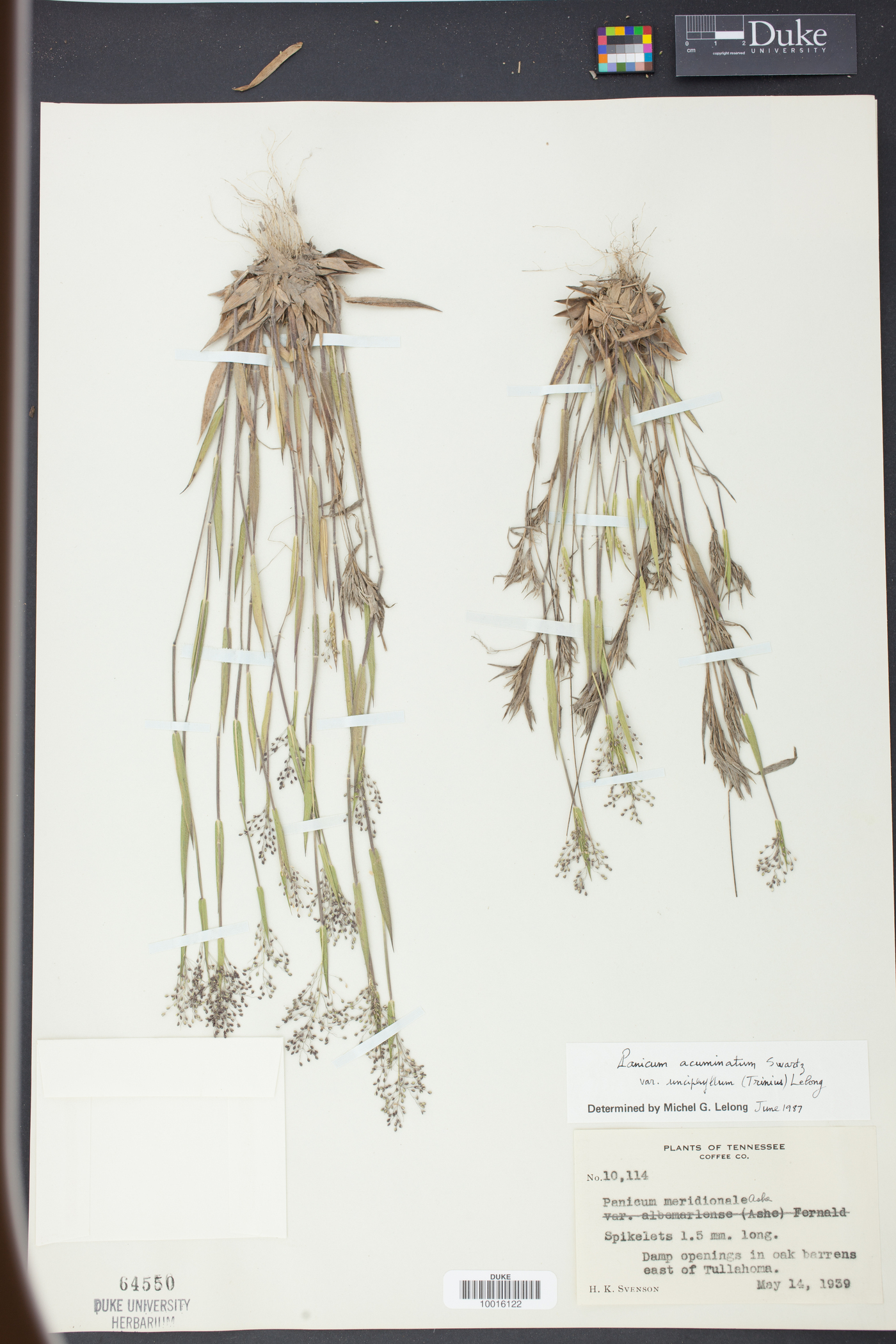 Panicum unciphyllum image