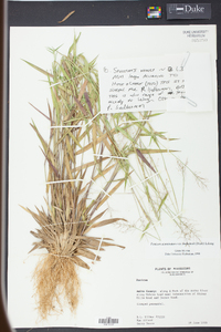 Panicum lindheimeri image