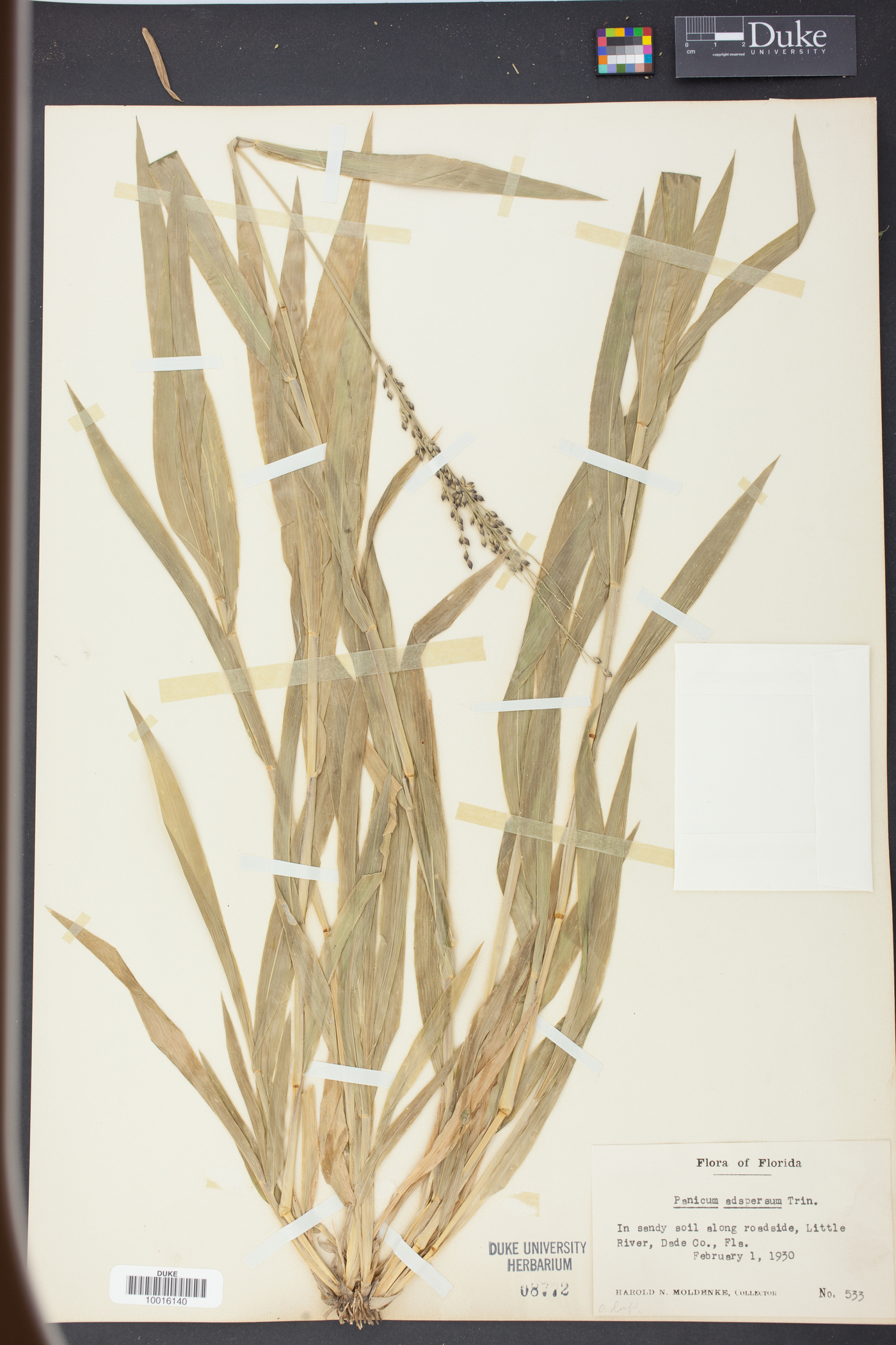 Panicum adspersum image