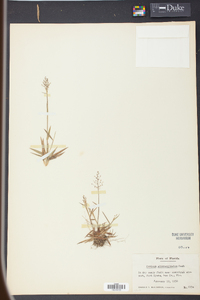 Panicum albomarginatum image