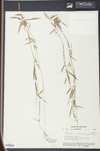 Panicum albomarginatum image