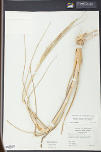 Panicum amarum var. amarulum image