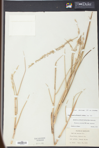 Panicum amarum var. amarum image