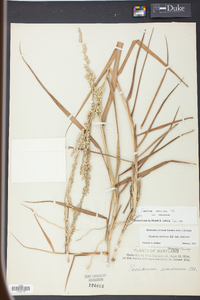 Panicum amarum image