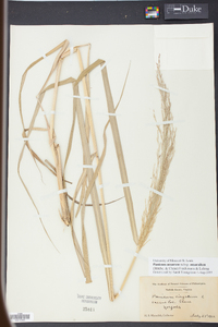 Panicum amarum image