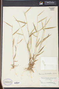 Panicum barbatulum image