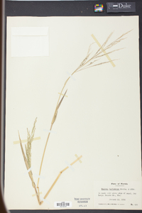 Panicum bartowense image