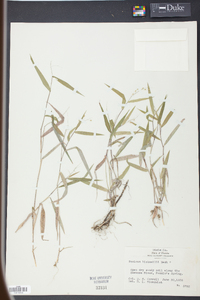 Panicum bicknellii image