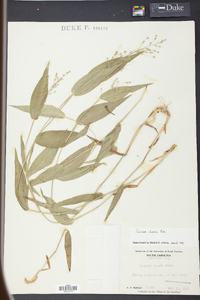 Panicum boscii image