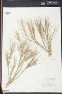 Panicum breve image