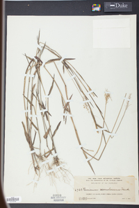 Panicum caerulescens image