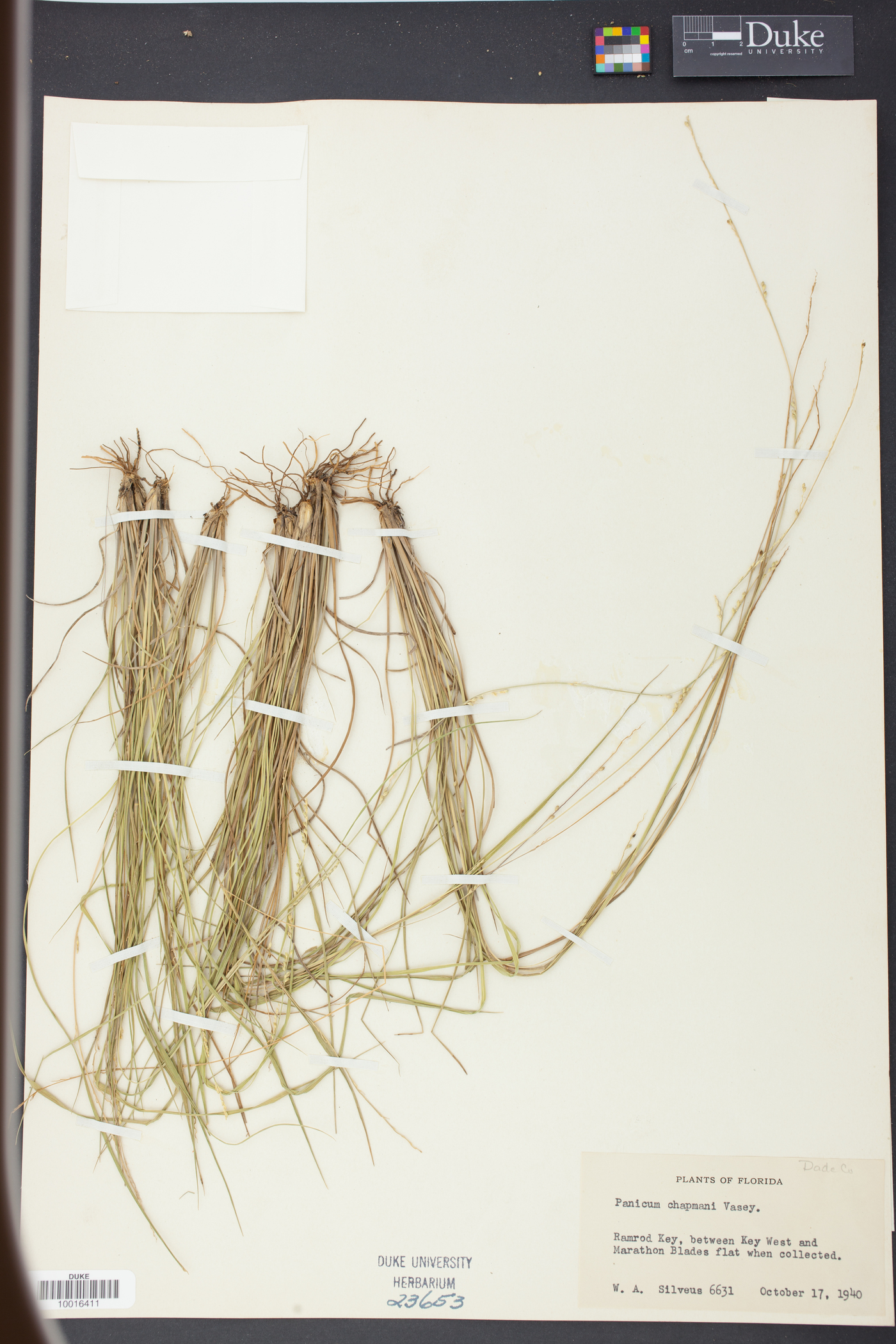 Panicum chapmanii image