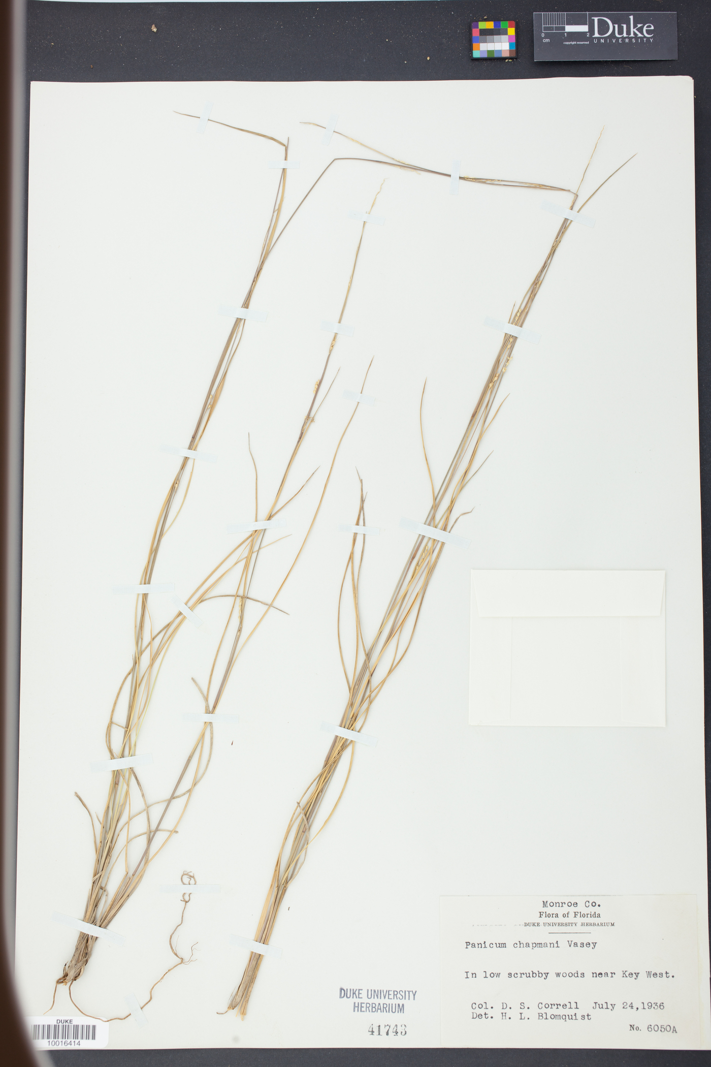 Panicum chapmanii image