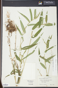 Panicum clandestinum image