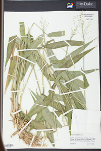 Panicum clandestinum image