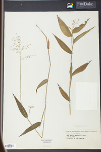 Panicum clandestinum image