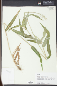 Panicum clandestinum image