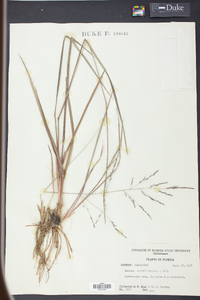 Panicum combsii image