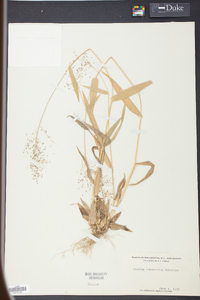 Panicum commutatum image
