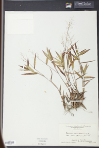 Panicum commutatum image