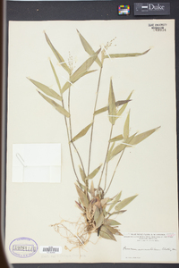 Panicum commutatum image