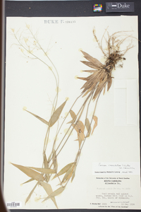 Panicum commutatum image