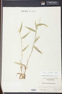 Panicum commutatum image