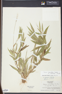 Panicum commutatum image