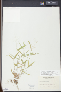 Panicum commutatum image