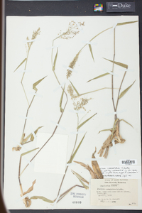 Panicum commutatum image