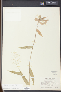 Panicum commutatum image