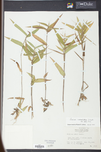 Panicum commutatum image