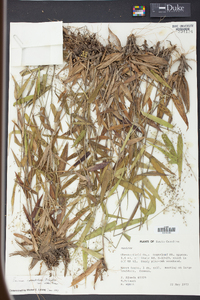 Panicum commutatum image