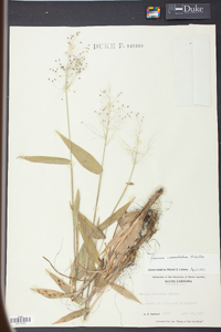 Panicum commutatum image