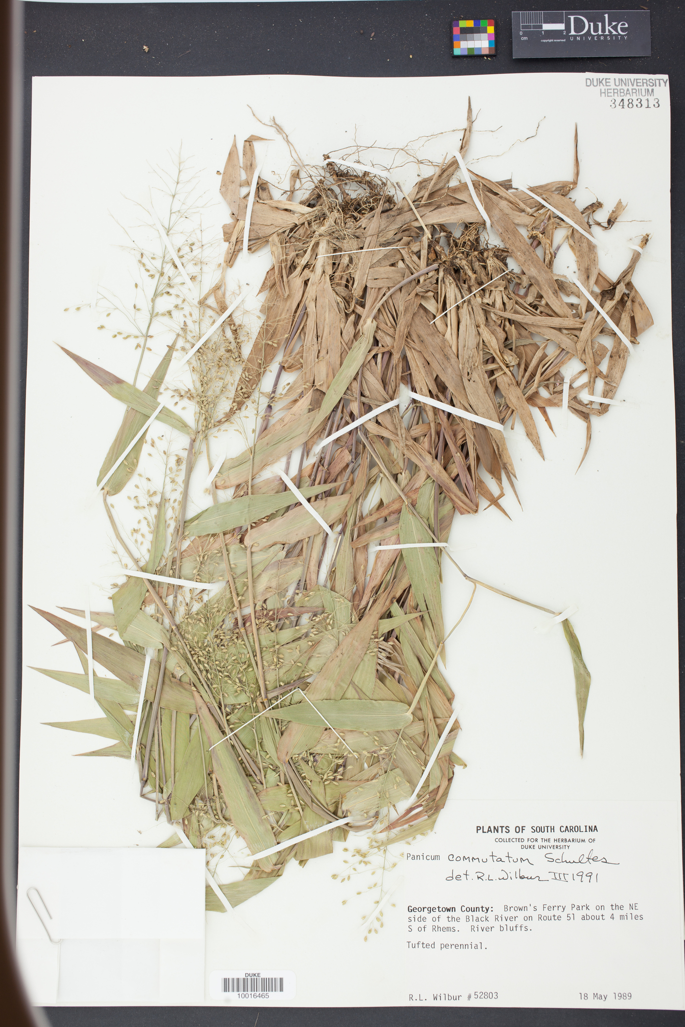 Panicum commutatum image